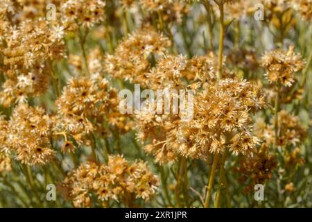 Vista dall'alto con motivo a fiori secchi sullo sfondo beige. Foto Stock