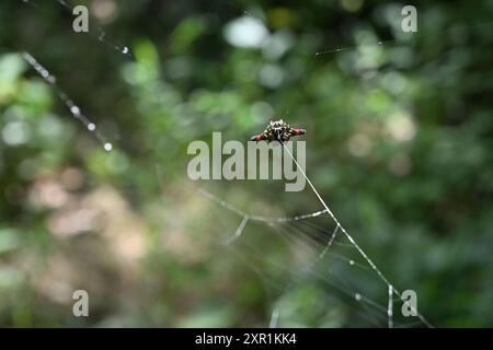 Vista laterale ventrale di un ragno tessitore con dorso spinoso appartenente al genere Gasteracantha. Questo ragno di piccole dimensioni, conosciuto anche come il ragno spinoso, io Foto Stock