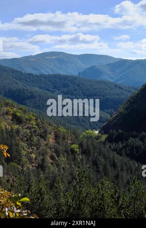 Foresta autunnale del monte Mokra Gora nella Serbia sud-occidentale Foto Stock