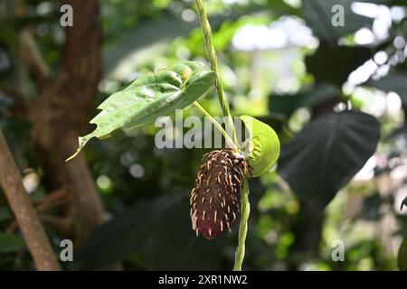 Vista ravvicinata di un tubero Yam viola (Dioscorea alata) aereo che cresce sul fusto della vite appesa. Questo vitigno è noto anche come Ube, Greater yam Foto Stock