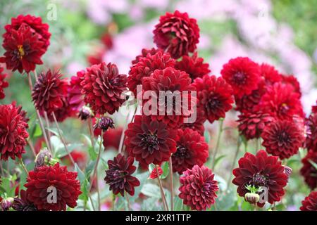 dahlia decorativa di colore rosso marrone «notte araba» in fiore. Foto Stock