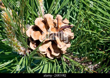 Black Pine (pinus nigra), primo piano che mostra un cono maturo dell'albero, le sue scaglie si aprono nel caldo sole primaverile. Foto Stock