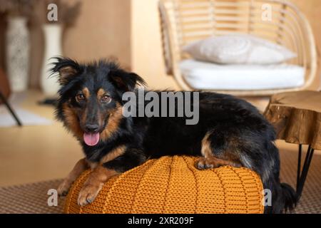 Un cane nero e marrone è comodamente arroccato su un ottomano arancione, che mostra la sua lussuosa pelliccia e il suo comportamento sereno all'interno della camera Foto Stock