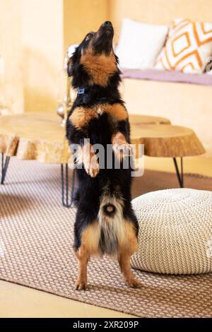 C'è un cane in piedi sulle sue gambe posteriori in un accogliente soggiorno, con caratteristiche come pavimento, legno, un divano e la coda Foto Stock