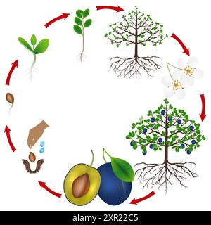 Ciclo di vita di un albero di prugne su sfondo bianco. Illustrazione Vettoriale