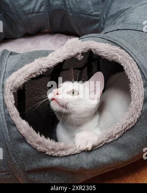 White Kitten che gioca Tunnel Cat Toy carino Foto Stock