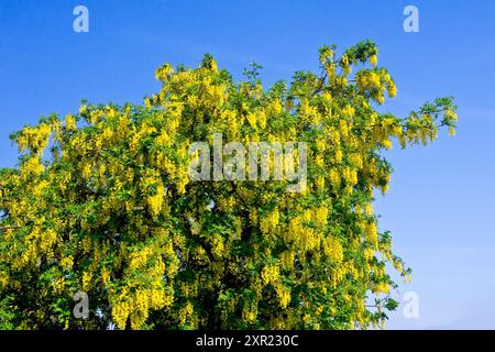 Laburnum (laburnum anagyroides), primo piano di un piccolo albero pesante con spruzzi di fiori gialli brillanti al sole primaverile, isolato contro una S blu Foto Stock