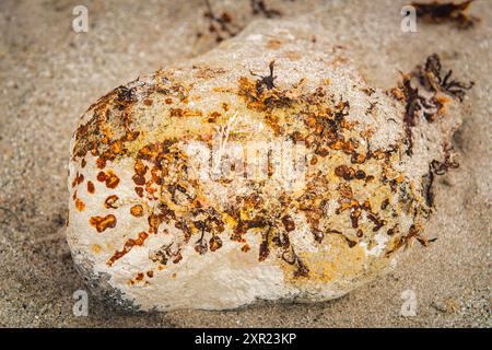 Un'immagine in HDR estiva ravvicinata di un pezzo di roccia su una spiaggia di South Uist ricoperta di licheni e alghe marine, Ebridi esterne, Scozia. 30 luglio 2024 Foto Stock