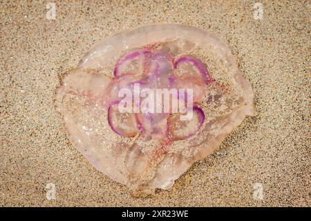 Un'immagine HDR estiva di una medusa della Luna morta, Aurelia aurita, sprofondata su una spiaggia di South Uist nelle Ebridi esterne, in Scozia. 31 luglio 2024 Foto Stock