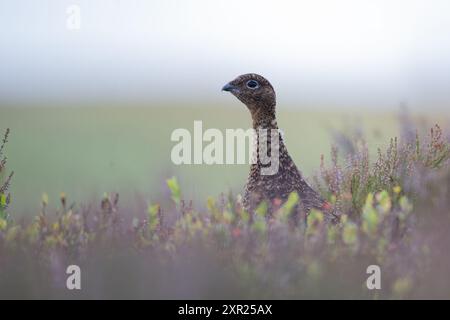 Red Grouse, Lagopus lagopus, Among heather Foto Stock