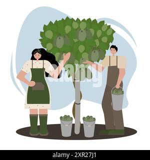 Ragazza e uomo che scelgono il kiwi dai rami. Illustrazione vettoriale in stile piatto su sfondo bianco isolato. Raccolta di frutta di stagione, cibo biologico fresco Illustrazione Vettoriale