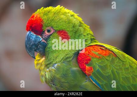 Ritratto di un Macao dalla facciata rossa (Ara rubrogenys) Foto Stock