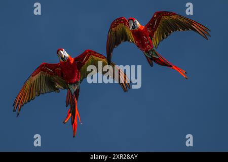 Scarlet Macaws (Ara macao) in volo Foto Stock