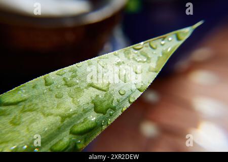 Macina di gocce d'acqua sulla foglia verde di una pianta di yucca Foto Stock