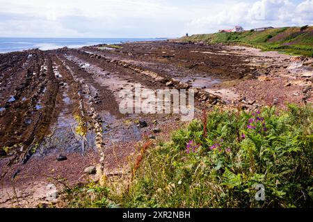 Formazioni rocciose sul sentiero costiero tra Pittenweem e St Monans in Scozia Foto Stock