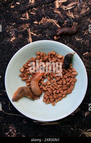 Un gruppo di lumache comuni che si aiutano a preparare una ciotola di gatto lasciato in giardino per i ricci Foto Stock