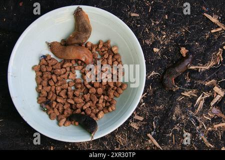 Un gruppo di lumache comuni che si aiutano a preparare una ciotola di gatto lasciato in giardino per i ricci Foto Stock