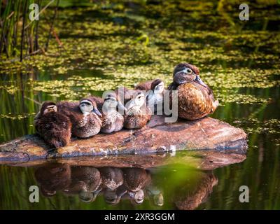 Anatra di legno femminile (Aix sponsa) con anatroccoli che riposano su un tronco a Hendrie Valley, Burlington, Ontario. Foto Stock