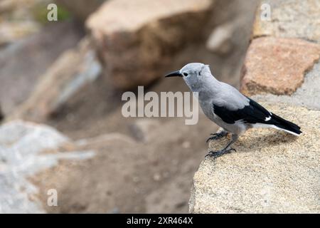 Primo piano di un Clark's Nutcracker Bird nel Rocky Mountain National Park Foto Stock