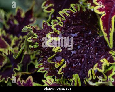 Foglie di coleus vibranti adornate da delicate gocce di pioggia, che mostrano la rinfrescante bellezza della natura dopo una pioggia delicata. Foto Stock