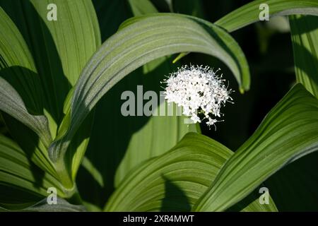 Primo piano del fiore bianco di Sitka Valeriana fiorita incorniciata dalle foglie verdi di una pianta di granturco in un prato subalpino, area Paradiso sul Monte Raini Foto Stock