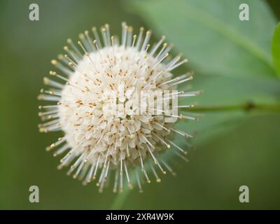 Primo piano estremo di un cespuglio comune fotografato in natura con una profondità di campo bassa su uno sfondo verde. Foto Stock