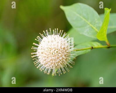 Primo piano illuminato dal sole di un cespuglio comune con insetti che raccolgono polline. Fotografato in natura con una profondità di campo bassa su uno sfondo verde. Foto Stock