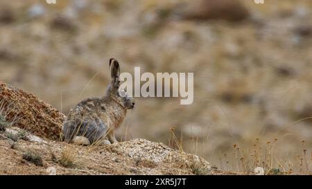 Una lepre lanuginosa che siede in allerta con le orecchie accanto a una roccia sulle montagne ad alta quota di Ladakh, India. Foto Stock