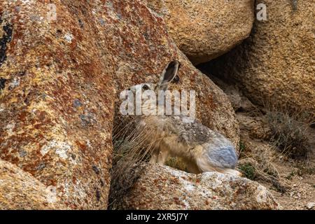 Una lepre lanuginosa che siede in allerta con le orecchie accanto a una roccia sulle montagne ad alta quota di Ladakh, India. Foto Stock