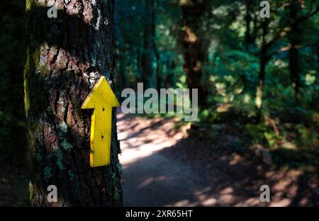 Freccia gialla dal sentiero di Santiago inchiodata ad un pino sul sentiero Foto Stock