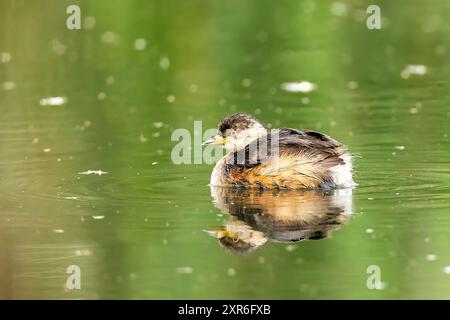 Un Grebe Australasiano (Tachybaptus novaehollandiae) che nuota acroo sulla linea della fotocamera con un riflesso Foto Stock
