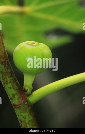 fico di colore verde biologico e fresco su un albero di fico, esotico orto di frutta subtropicale o frutteto in india, frutta e verdura ricche di vitamine Foto Stock