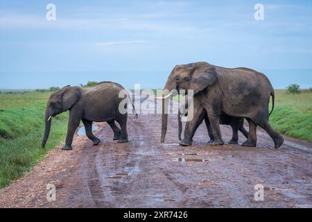 Gli elefanti africani attraversano la strada a savannah Foto Stock