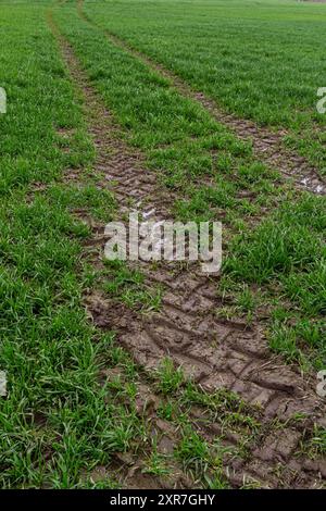 Tracce di un trattore nel fango in un prato bagnato. Foto Stock