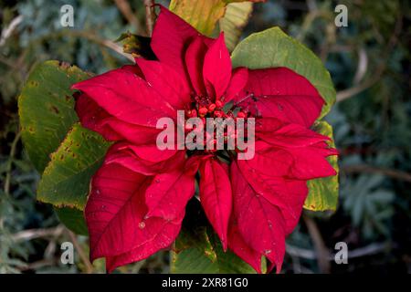 Red Poinsettia, Euphorbia pulcherrima, foglie e fiori, che crescono nel Queensland Garden, Australia, a metà inverno. Originario dell'America centrale. Foto Stock