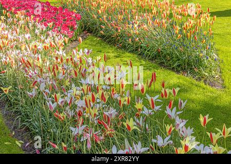 Un gruppo di fiori multicolori che fioriscono al sole Foto Stock