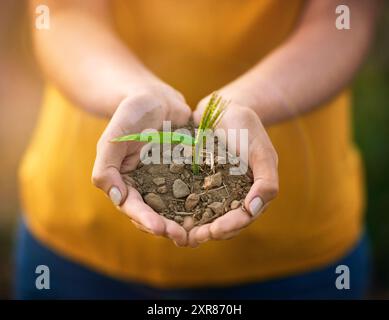 Persona, mani e terreno con pianta per la crescita, agricoltura naturale o conservazione ecologica. Primo piano della mietitrice o dell’agricoltore che detiene alberelli, germogli Foto Stock