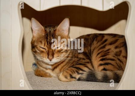 Gatto del Bengala in casa dei gatti. Letto Cat all'interno di mobili per gatti. Foto Stock