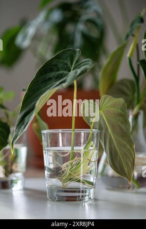 Germogli di Philodendron Splendid pianta in vaso di vetro. Semplice propagazione di piante da casa per fusto in acqua Foto Stock