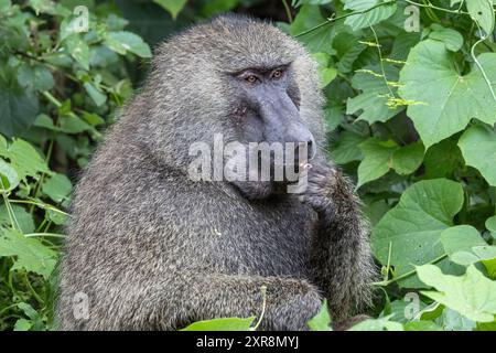 Maschio alfa che mangia semi di mogano rosso, babbuino di oliva. Parco nazionale di Manyara, Tanzania Foto Stock