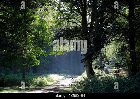 bosco di prima mattina a sheringham park, nord di norfolk, inghilterra Foto Stock