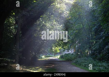 bosco di prima mattina a sheringham park, nord di norfolk, inghilterra Foto Stock