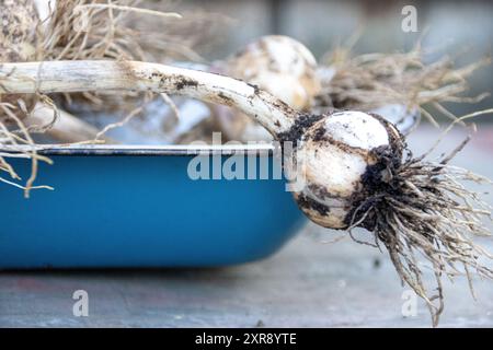 Bulbo d'aglio appena raccolto con sporcizia, appoggiato su un vassoio blu Foto Stock
