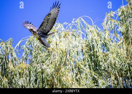 Falco dalla coda rossa che prende il volo da un ramo di albero contro un cielo blu Foto Stock