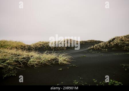 Dune di sabbia nera con vegetazione sulla spiaggia vulcanica in Islanda Foto Stock