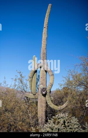 Vecchi cactus saguaro mangattini isolati contro un cielo blu profondo Ariz Foto Stock