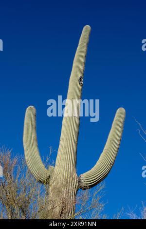 Il cactus di Saguaro è maestoso, isolato contro un cielo blu profondo ad Ari Foto Stock