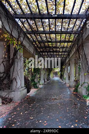 Passaggio pedonale Colonnade con colonne d'edera e foglie cadute vicino alla Centennial Hall a Breslavia, in Polonia Foto Stock