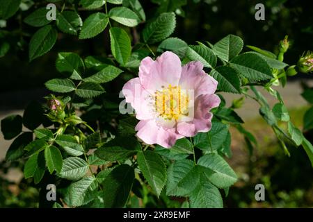 Fiori di rosa rosa pallido, rosa canina Foto Stock