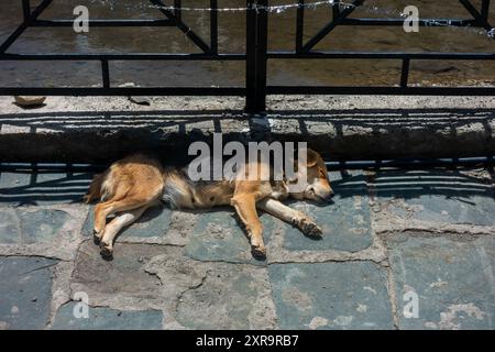 Un cane randagio con pelliccia nera e marrone, che dorme tranquillamente sul sentiero pedonale in India. Una scena toccante di fauna urbana. Foto Stock